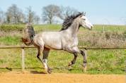 Gelding Lusitano For sale 2021 Grey