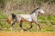 Gelding Lusitano For sale 2021 Grey
