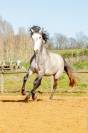 Gelding Lusitano For sale 2021 Grey