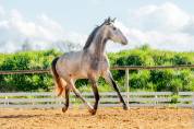 Gelding Lusitano For sale 2021 Grey