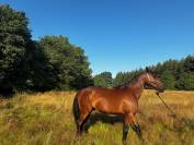 &Agrave; vendre &ndash; Super trotteur, parfaitement reconverti