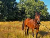 &Agrave; vendre &ndash; Super trotteur, parfaitement reconverti