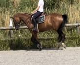 Jument SF 16 ans pour loisirs / compagnie / pouliniere
