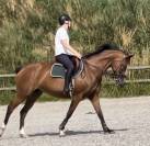 Jument SF 16 ans pour loisirs / compagnie / pouliniere