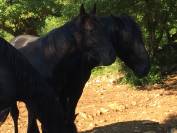 Pegasio &mdash; jeune m&acirc;le OC type Minorquin &mdash; noir profond, 