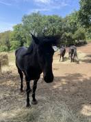  Lidalgo &mdash; Grand cheval noir type Minorquin &mdash; robe prof