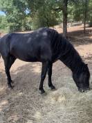  Lidalgo &mdash; Grand cheval noir type Minorquin &mdash; robe prof