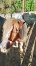 pony intero