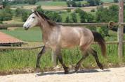 Jument Pur Sang Lusitanien n&eacute;e en 2022