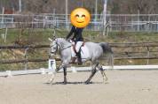 Gelding French Saddle Pony For sale 2018 Grey