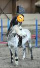 Gelding French Saddle Pony For sale 2018 Grey