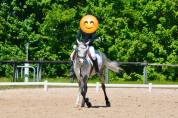 Gelding French Saddle Pony For sale 2018 Grey