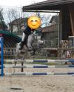 Gelding French Saddle Pony For sale 2018 Grey