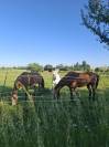 Pension chevaux - Elevage de solusthel - 91720 Vert le petit