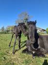 Pension chevaux - Elevage de solusthel - 91720 Vert le petit