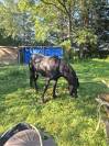 Pension chevaux - Elevage de solusthel - 91720 Vert le petit
