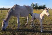 Vente poulain Quatuor IV - Janvier 2027