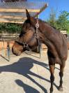 Impact Dream hongre pur-sang 5 ans