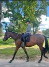 Impact Dream hongre pur-sang 5 ans