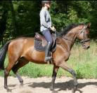 Impact Dream hongre pur-sang 5 ans