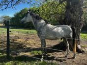 Cheval Pure Sang Arabe 5ans 