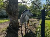 Cheval Pure Sang Arabe 5ans 