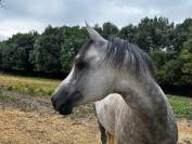 Cheval Pure Sang Arabe 5ans 