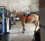 &Agrave; vendre Cheval Welsh Part Bred