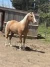 &Agrave; vendre Cheval Welsh Part Bred