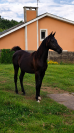 POTRO &Aacute;RABE NEGRO , NIETO DE GR MADHIN