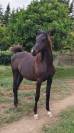 POTRO &Aacute;RABE NEGRO , NIETO DE GR MADHIN