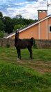 POTRO &Aacute;RABE NEGRO , NIETO DE GR MADHIN