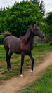 POTRO &Aacute;RABE NEGRO , NIETO DE GR MADHIN