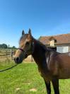 Etalon isabelle New Forest 5 ans 
