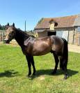 Etalon isabelle New Forest 5 ans 