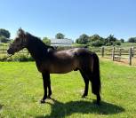 Etalon isabelle New Forest 5 ans 