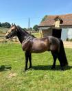Etalon isabelle New Forest 5 ans 