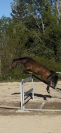 Jument de 5 ans sf