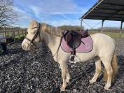 Superbe ponette 1m40