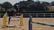 Caballo Joven Gran Potencial