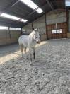 Tr&egrave;s chouette cheval de loisirs