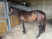 Grande jument 4 ans PS