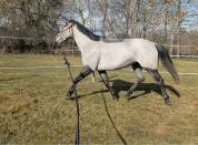 Ponette D 4ans