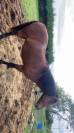 Joli poney landais de 9 ans, environ 1m50