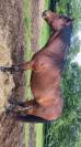 Joli poney landais de 9 ans, environ 1m50
