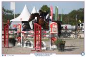 Merrie Franse rijpony PFS Te koop 2017 Donker bruin / bai