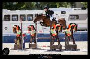 Merrie Franse rijpony PFS Te koop 2017 Donker bruin / bai