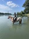 Jument lusitanienne - Camargue 