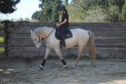 Jument lusitanienne - Camargue 