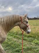 Jument lusitanienne - Camargue 